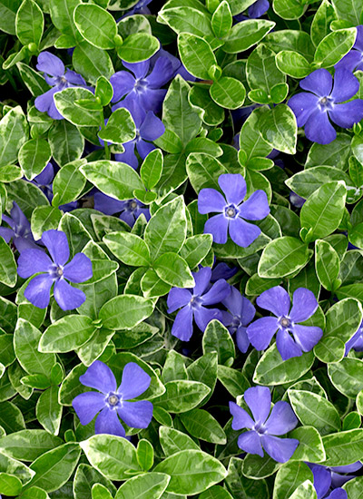 Vinca (Vinca minor)  