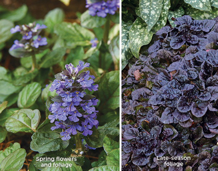 Black scallop bugleweed spring and fall foliage: ‘Black Scallop’ bugleweed has unique fall foliage that turns a deep glossy purple. 
