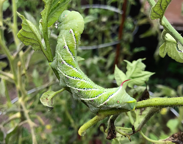 Tomato-problems-tomato-hornworm: Though tobacco hornworms have great camouflage, their size makes them easier to see and handpick. 