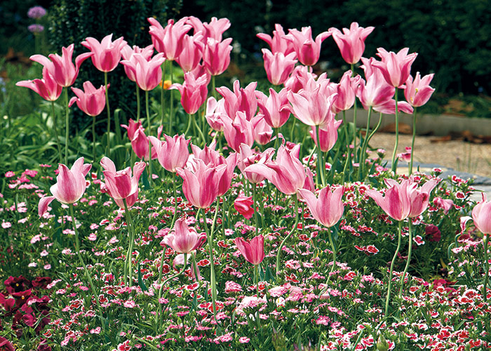 Pink monochromatic planting: In a monochromatic planting like this, mixing different flower shapes of tulips and dianthus adds interest.