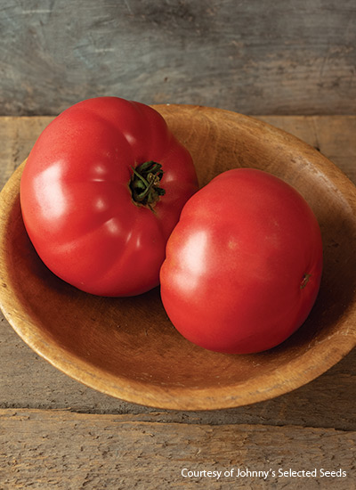 Abigail tomato (Solanum lycopersicum)