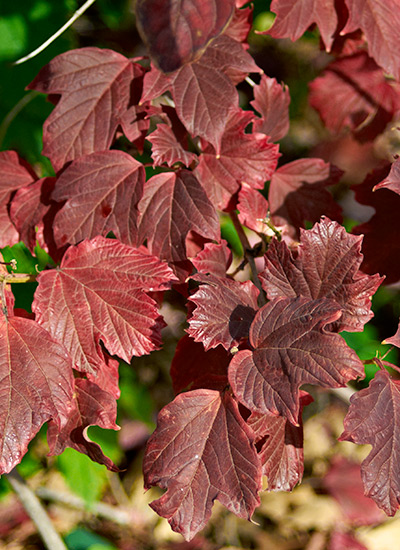 Cranberrybush viburnum (Viburnum opulus americanum ‘Wentworth’)