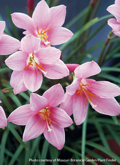 Rain lily (Zephyranthes spp. and hybrids)
