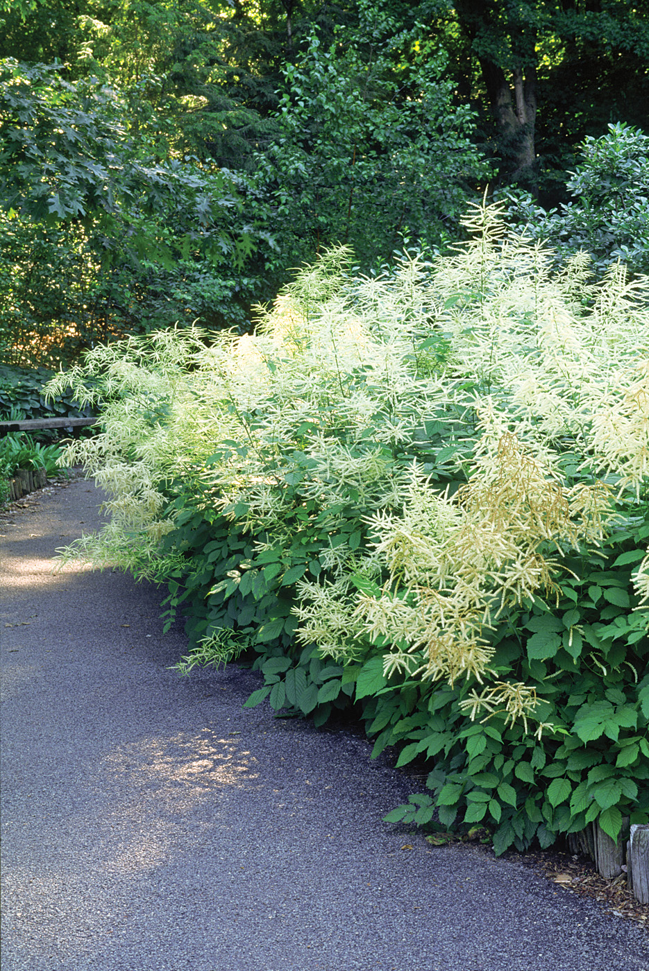 GG179 TP 06 gstk0719 Goat's beard: Fluffy white plumes of goat’s beard add texture to the garden.