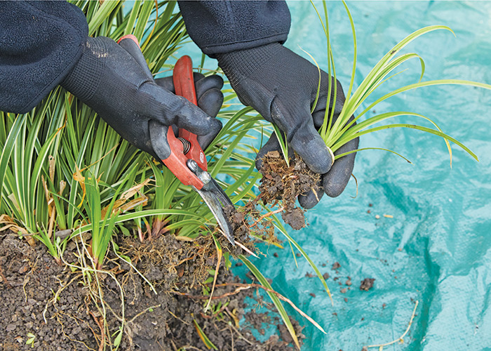 Dividing carex: Divide carex by digging a plant and separating smaller clumps, snipping the roots apart with a pruner.