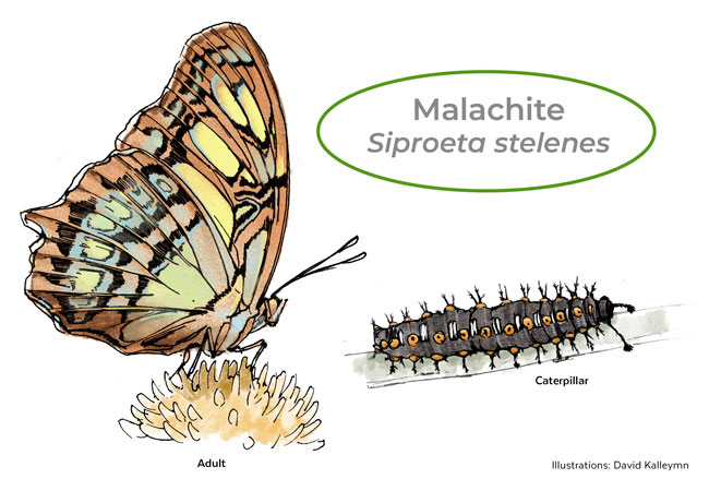 Malachite butterfly and caterpillar illustration by David Kallemyn: Malachite butterflies seek out black-eyed Susans as their host plant. 