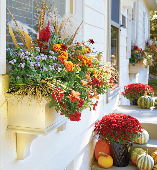 Fall Windowboxes with Curb appeal: This fall windowbox planting pairs perfectly with classic mums and pumpkins to welcome guests on the porch.