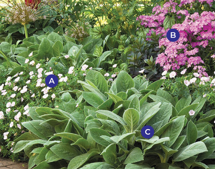 drought-toleran plant combo silver: Not only are the phlox and geranium flower colors soft, but lamb's ear lends a velvety texture to the planting as well.