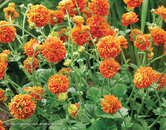 Geum Orange Pumpkin courtesy of Growing Colors: These cute little double blooms are sure to turn heads.