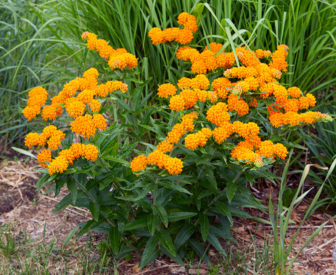 蝴蝶草:蝴蝶马利筋上明亮的橙色花朵是取悦园丁和蝴蝶一样!