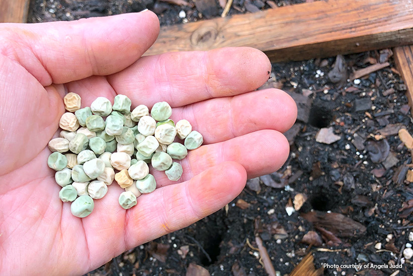 Planting pea seeds in the garden: Getting ready to plant 'Little Marvel' peas in the spring.