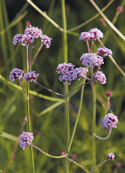 fp-d-cottage-garden-players-verbena: Butterflies will be regular visitors when you're growing this verbena.  