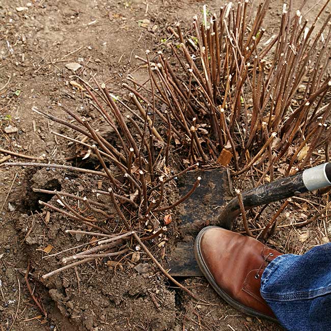 dividing spirea in spring with spade: Use a spade to easily divide spirea.