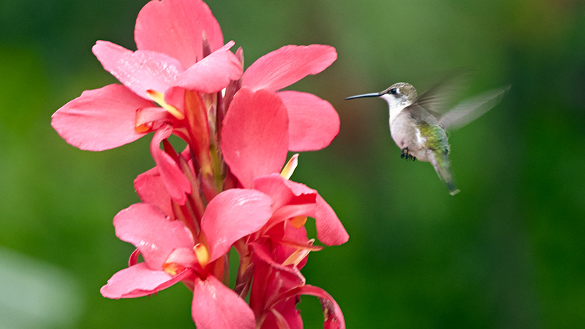 Four Plants Guaranteed To Attract Hummingbirds Garden Gate,What Is Corian Countertops