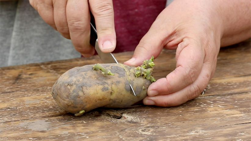 Growing Potatoes: Planting, Growing, and Harvesting Potatoes