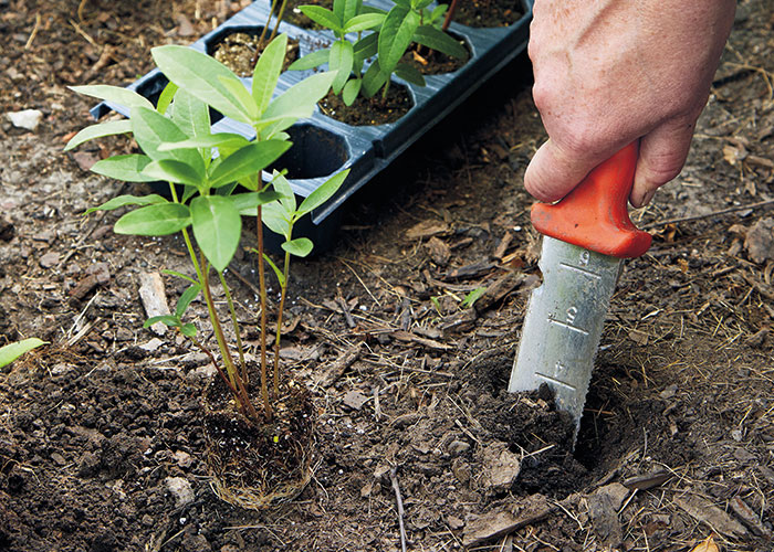 how-to-grow-milkweed-plugs-short: Planting plugs of started milkweed is one way to grow milkweed in your garden.