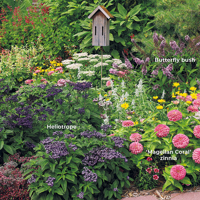 Zinnias in a pollinator garden: 'Magellan Coral’ zinnia is a colorful choice for this butterfly-attracting combo of purple heliotrope and magenta butterfly bush.