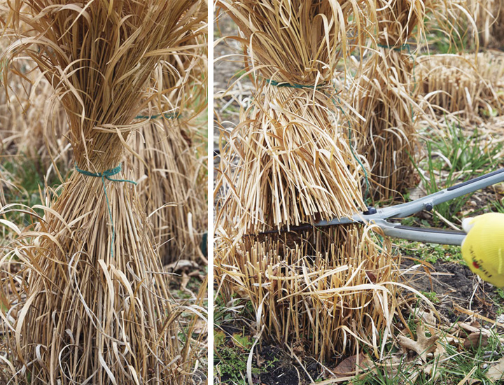 Cutting back Switchgrass in spring: Tie up switchgrass with biodegradable garden twine or string that can go in the compost pile with the grass. Cut the whole clump off with sharp shears.
