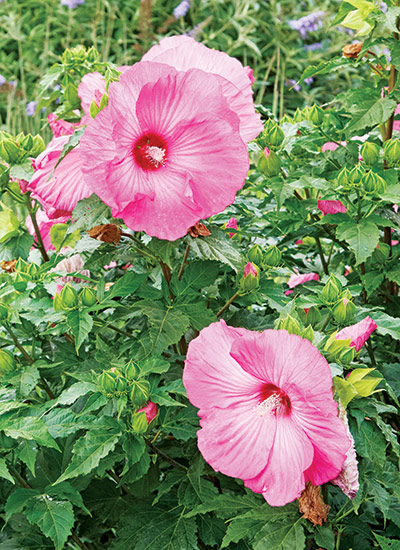 ‘Airbrush Effect’ (Hibiscus hybrid) 