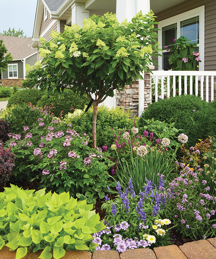 Ludlow 'Limelight' panicle hydrangea standard: A panicle hydrangea shrub trained into a tree form adds a unique shape to the bed and allows other plants to be planted under its canopy. Look for one that’s already trained into a standard at your local nursery or garden center.