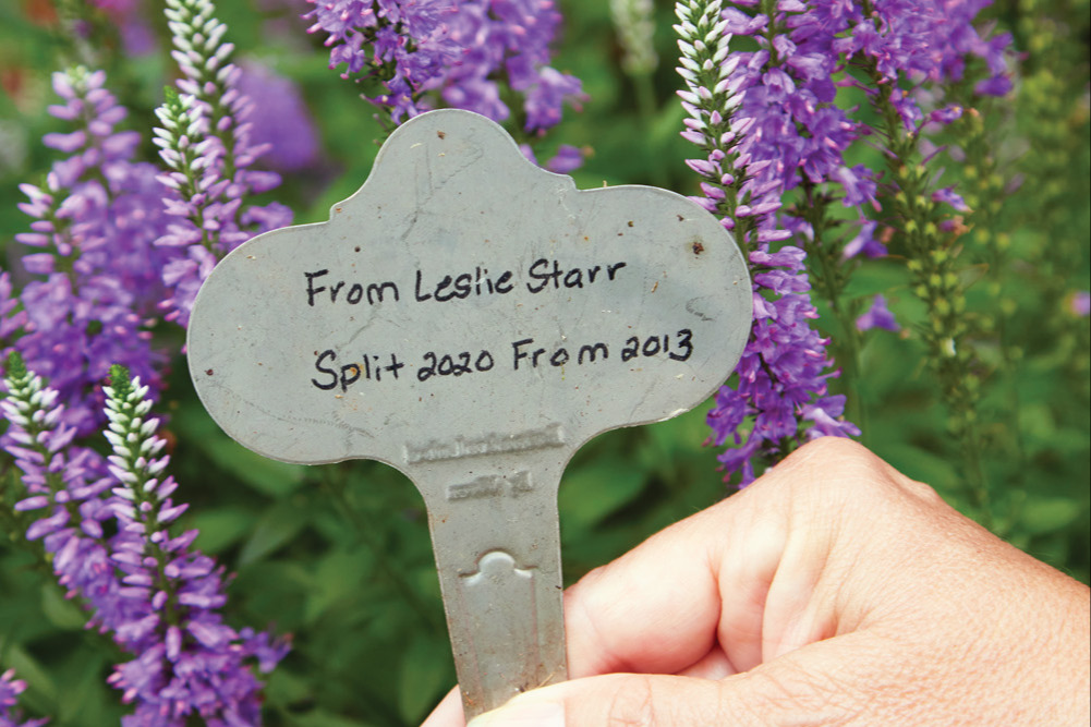 Wren Stainless Steel plant markers: These Wren Stainless Steel Plant Markers are the
only ones Sue has found that will hold the ink over several years without smearing or washing away. She uses a paint pen for permanence.