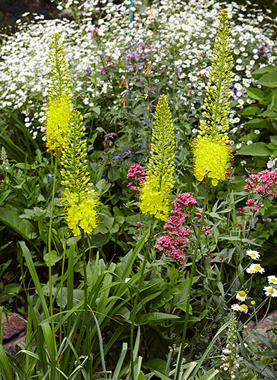 Foxtail lily (Eremurus spp. and hybrids)