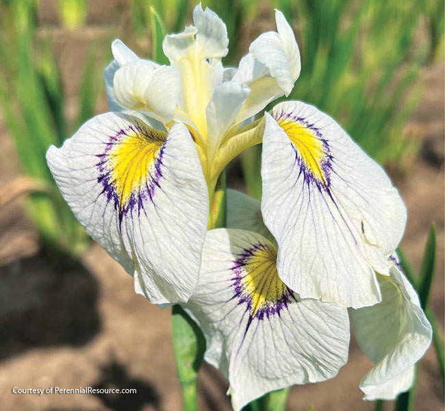 Iris pseudata Eye Liner courtesy of Walters Gardens: This out-of-the-ordinary cultivar extends your iris growing season into summer.