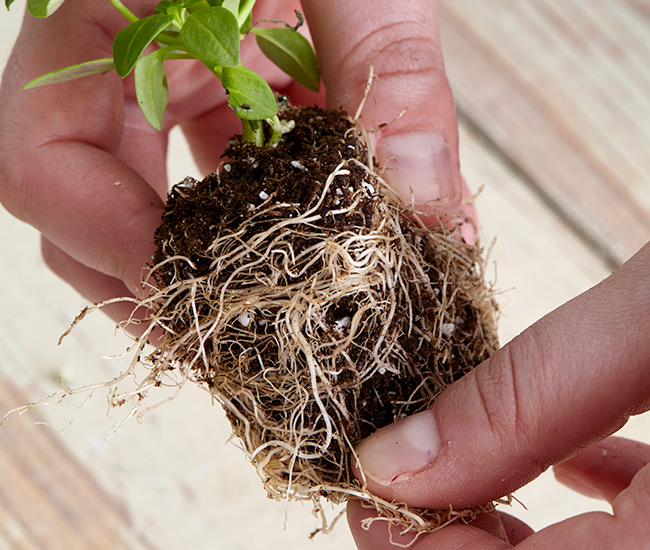 3-steps-for-great-annual-plants-teasing-roots