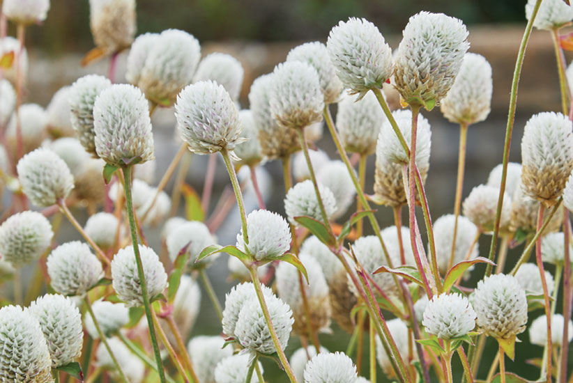 Globe amaranth (Gomphrena globosa ‘Audray White’)