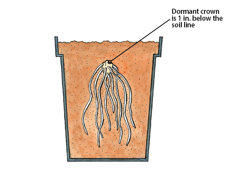 ht-p-plant-bare-root-4