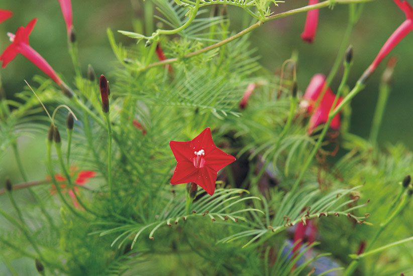 10-plants-attract-hummingbirds-CypressVine: Scarlet-red 
flowers of cypress vine are a favorite nectar source for hummingbirds, blooming from early summer into fall.