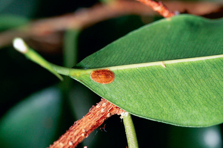 damaging-insects-to-your-garden-scale: Scales start out without a protective shell. Once they secrete this waxy covering for protection, they’re harder to get rid of.