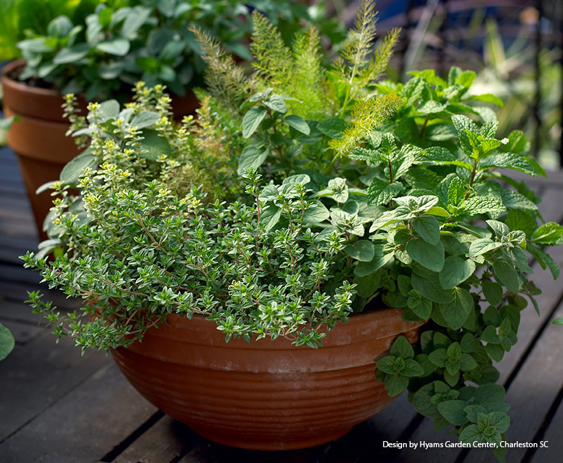 How To Grow Herbs In Indoor Containers Garden Gate