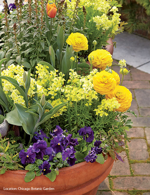 Pansy container with ranunculus: Contrast yellow ranunculus flowers with purple pansies for an eye-catching spring container!