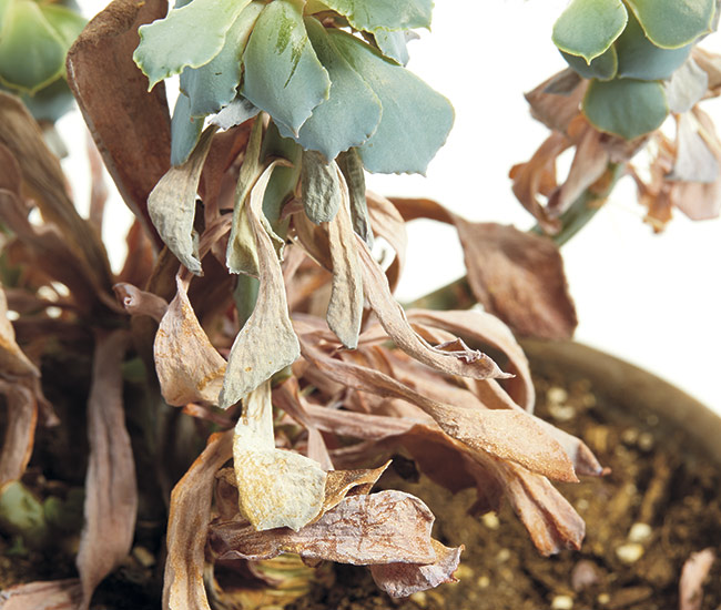 succulent losing leaves: Underwatering an echeveria (Echeveria hybrid) will cause lower leaves to dry up.