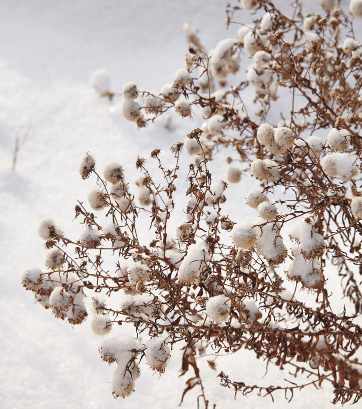 Snow on dead perennials in winter: Spent foliage can catch snow and ice and protect the crown of the plant through winter.