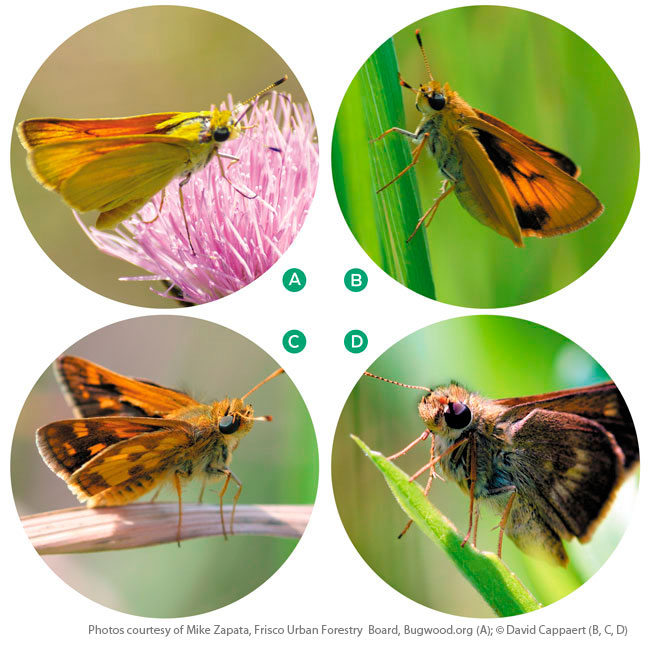 Butterflies that use switchgrass as a host plant: Butterflies that utlize on switchgrass as a larval host plant.