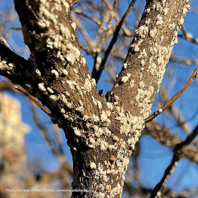 177-crape-myrtle-bark-scale: Crape myrtle bark scale attaches to (and feeds from) a crape myrtle trunk.