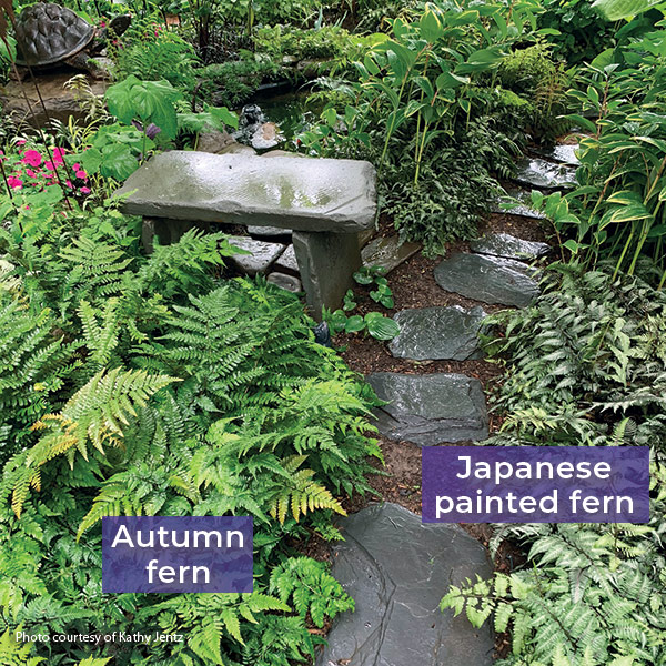 Autumn fern and Japanese painted ferns along a stone path courtesy of Kathy Jentz: Autumn fern and Japanese painted ferns create an easy-care ground cover along this shady stone path.