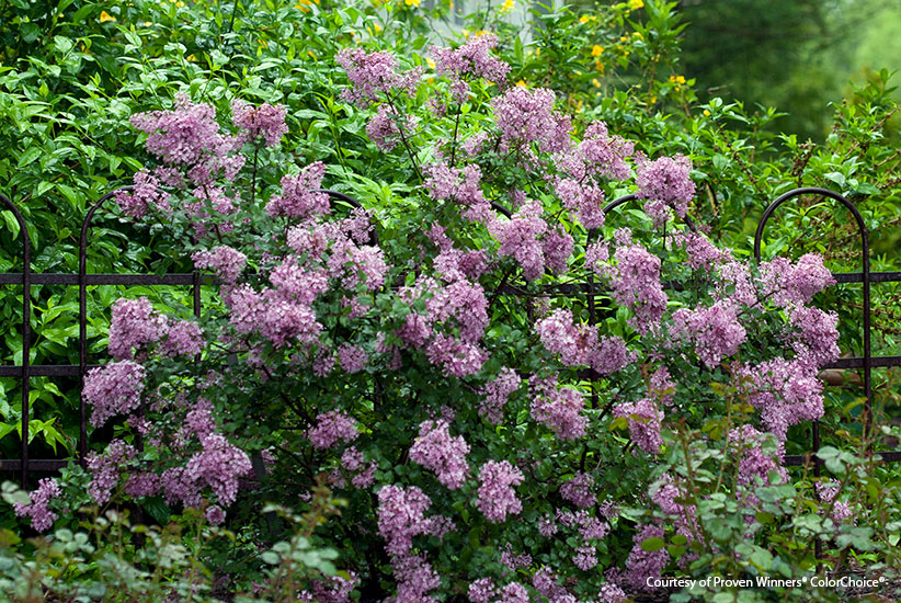 mutliseason-shrubs-Bloomerang-purple-lilac-Penda: Bloomerang Purple lilac is a reblooming variety of lilac available on the market.