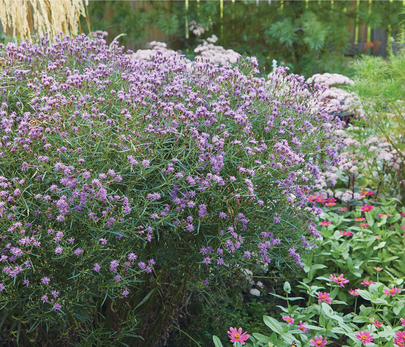 Southern Cross Ironweed Veronia portrait: Fringed purple flowers of 'Southern Cross' ironweed will be abuzz with pollinators in early to late  fall.