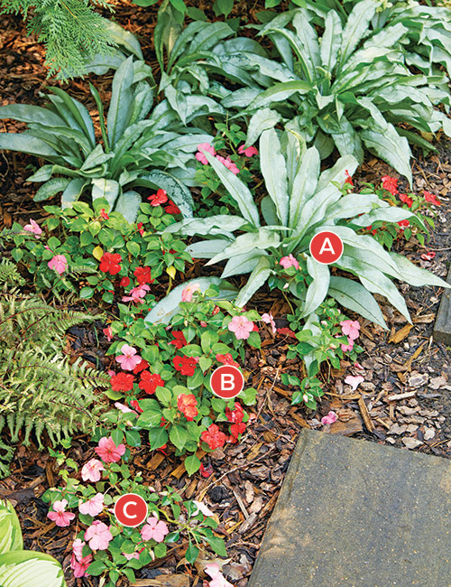 Lungwort impations combo 174 lettered: Beacon impatiens pair perfectly with silver foliage of pulmonaria along a shady pathway. 