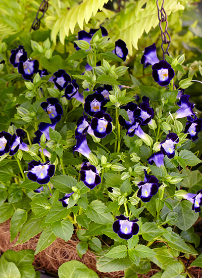 Wishbone flower (Torenia hybrids)