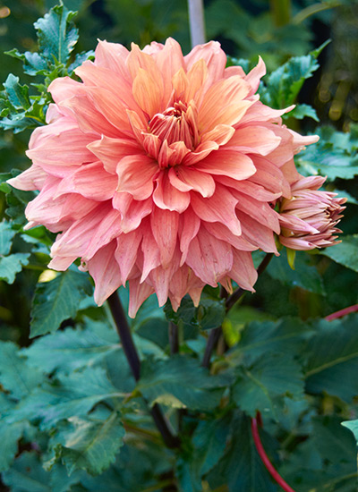 Add drama with dahlias