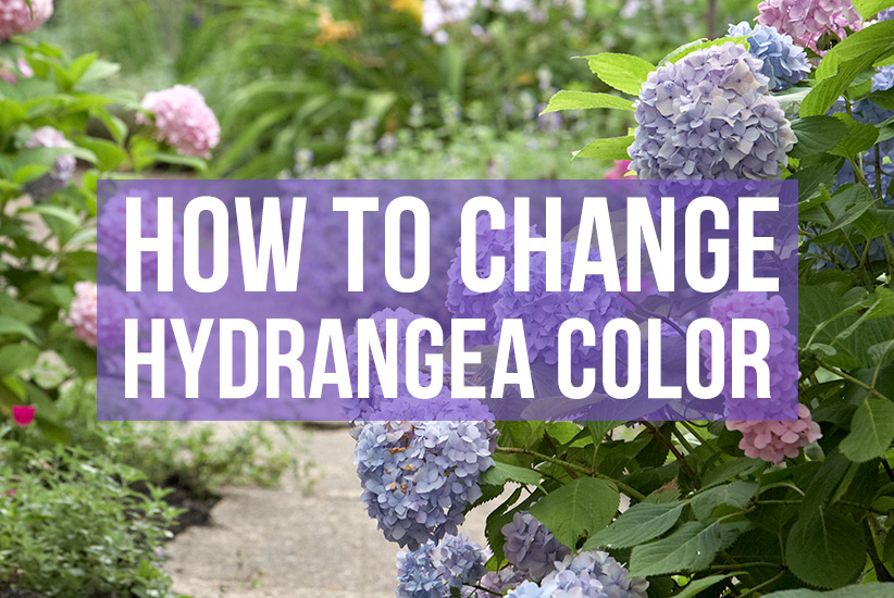 How to Change Hydrangea Color