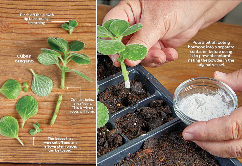 propagate cuttings using root hormone: Pour a bit of rooting hormone into a separate container before using it to prevent contaminating the powder in the original vessel. 