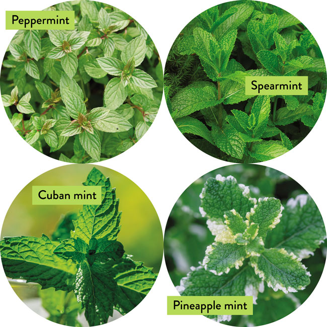 Different Types of Mint