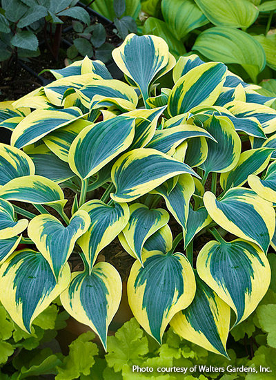 ‘Autumn Frost’ hosta