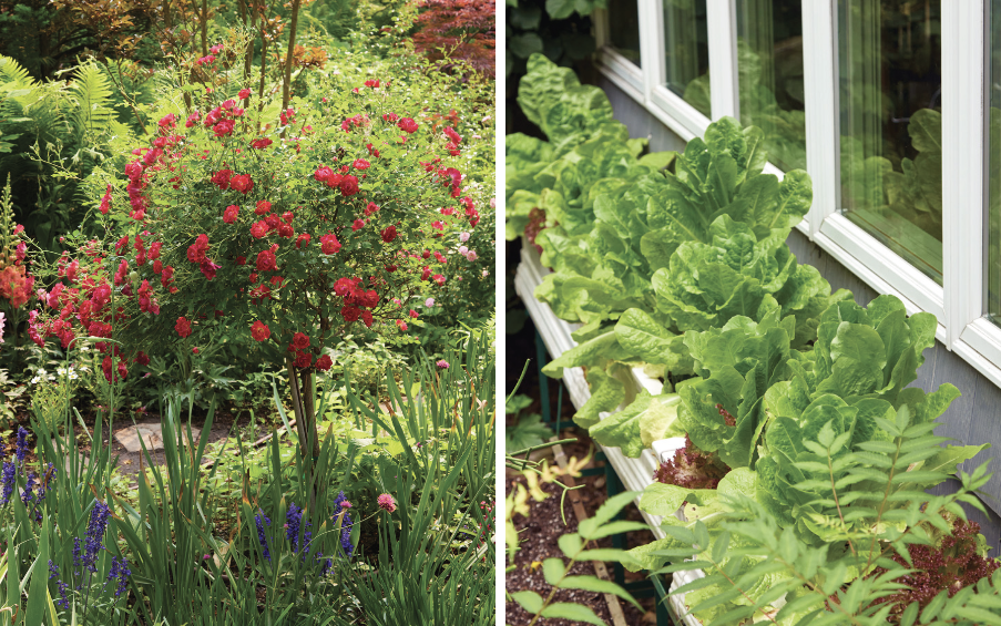 Goldfarb Red drift rose and lettuce windowboxes: This beautiful Red Drift rose has been trained as a standard. Tender lettuce was moved to windowboxes closer to the house and less likely to get browsed by deer. 