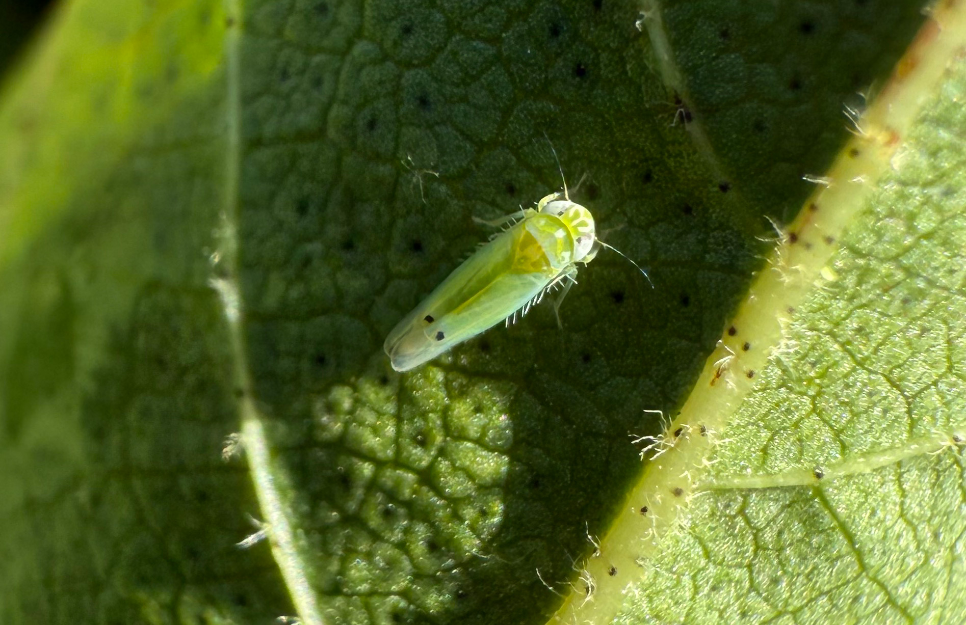 185-pests Cotton Jassid adult courtesy of Shimat Joseph: Adult cotton jassid on leaf photo courtesy of Shimat Joseph